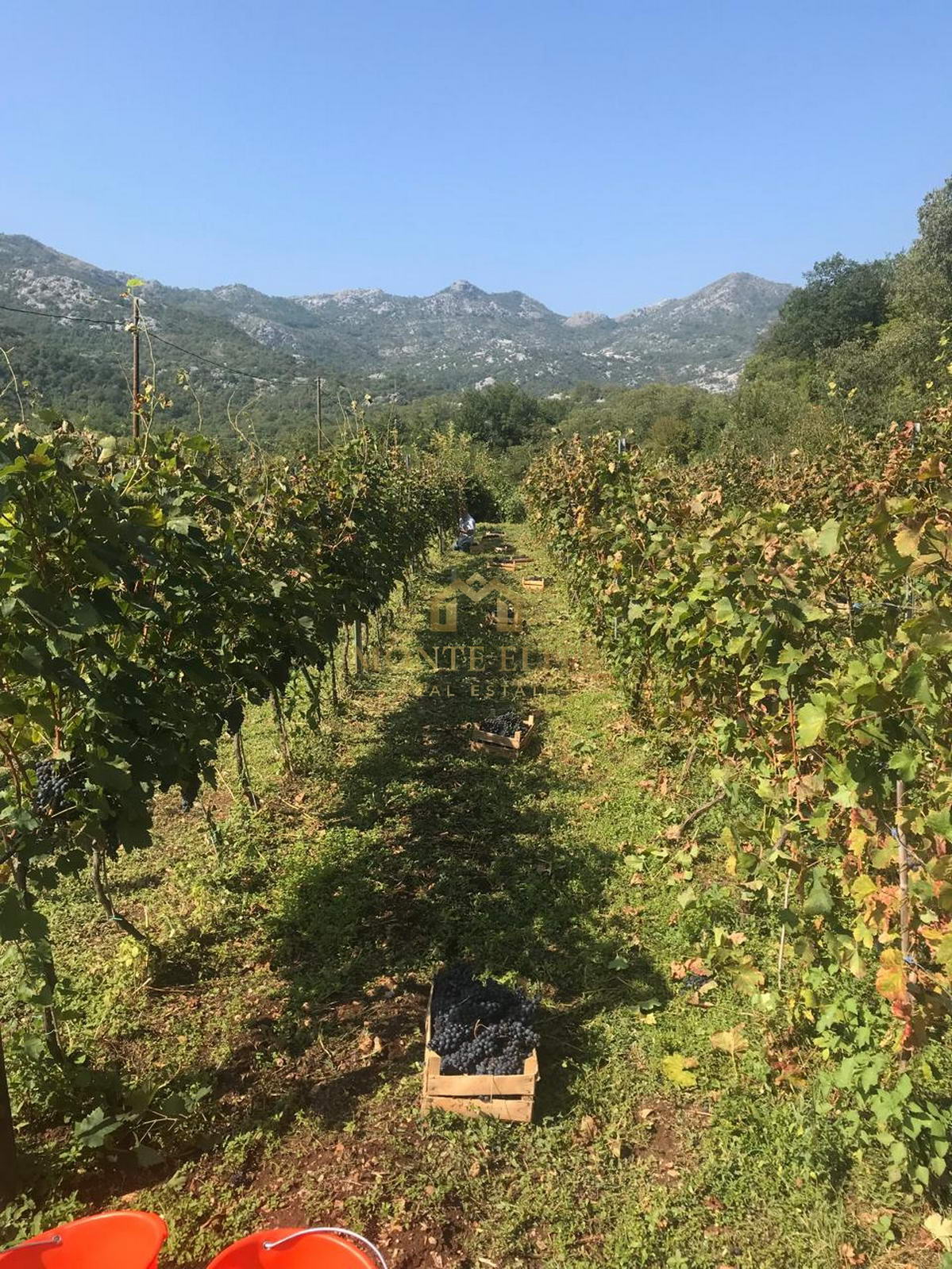 Imanje sa vinogradom i voćnjakom – Rijeka Crnojevića, 65.000 m²